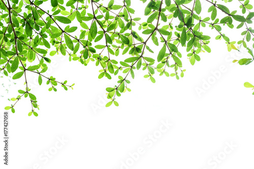 Tree branch with green leaves isolated on white background