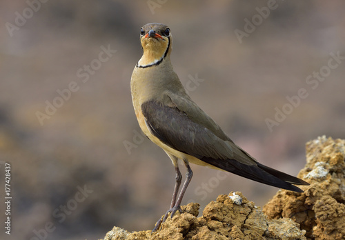 Beautiful brown bird, Oriental pratincole (Glareola maldivarum) swallow-plover or grasshopper-birdstanding on drought soil in paddy field photo