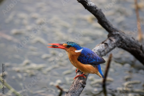 Malachite Kingfisher