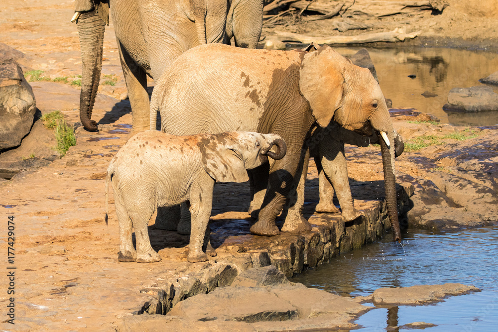 African Elephant family with babies drinking