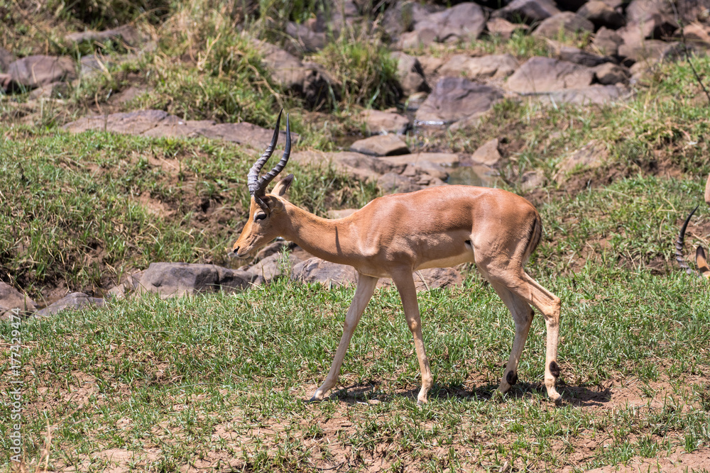 Fototapeta premium Impala