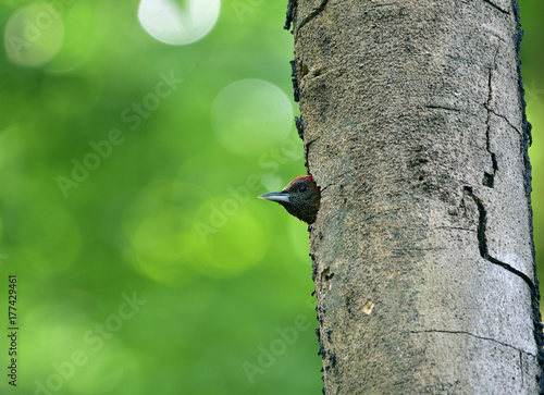 Beautiful red bird sitting in nest holw on rubber tree while waiting for her pair, Banded woodpecker (Chrysophlegma miniaceum) an exotic nature photo