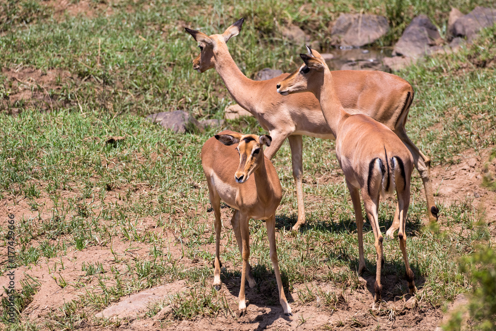 Fototapeta premium Impala