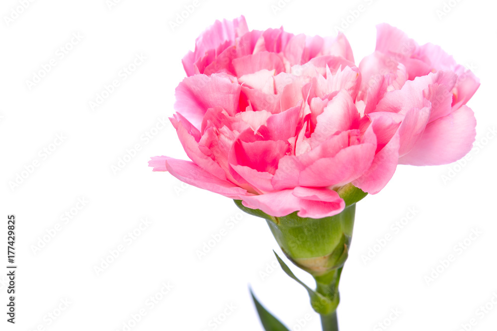 Single pink Carnation
