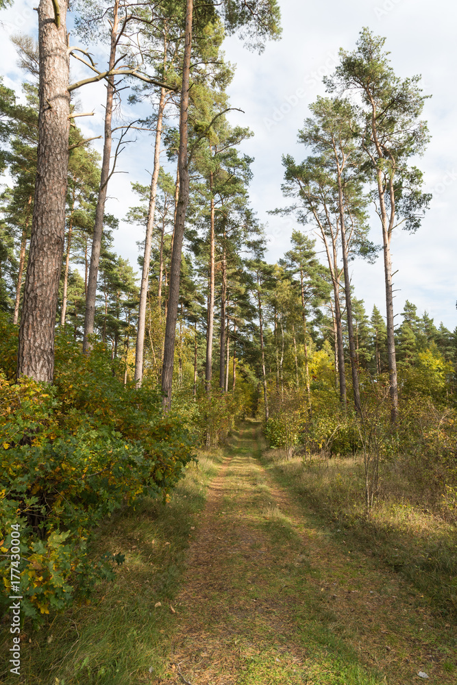 Footpath in the forest by fall season