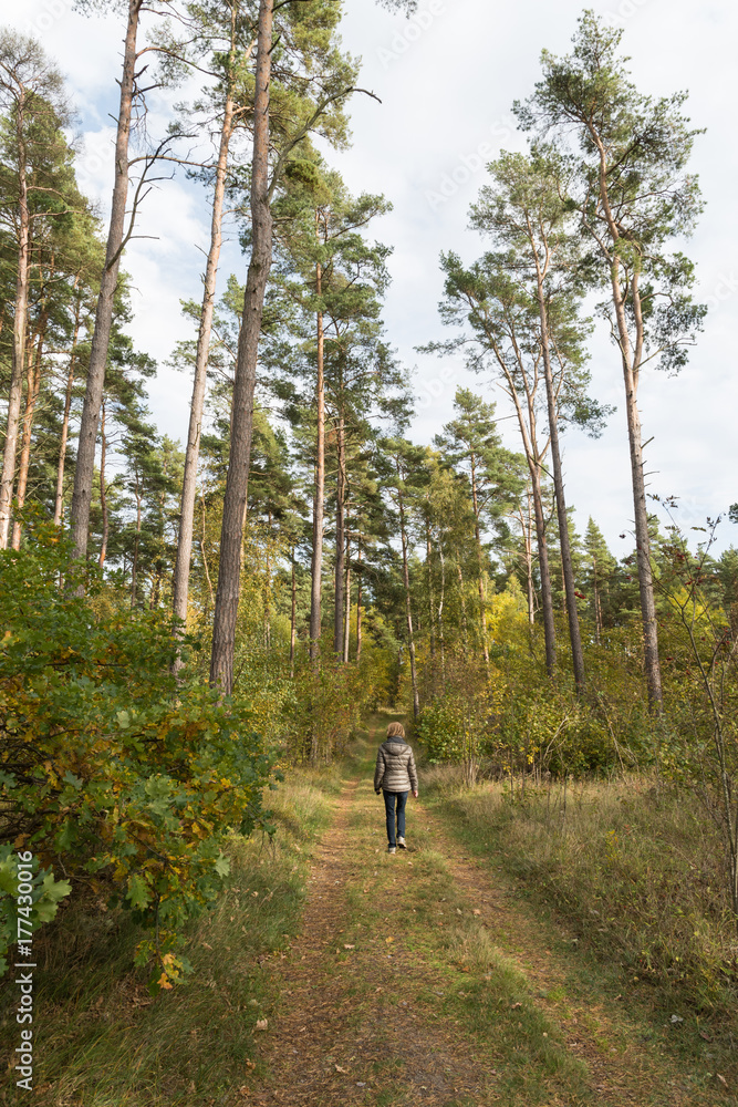 Obraz premium Fall season walk in the forest