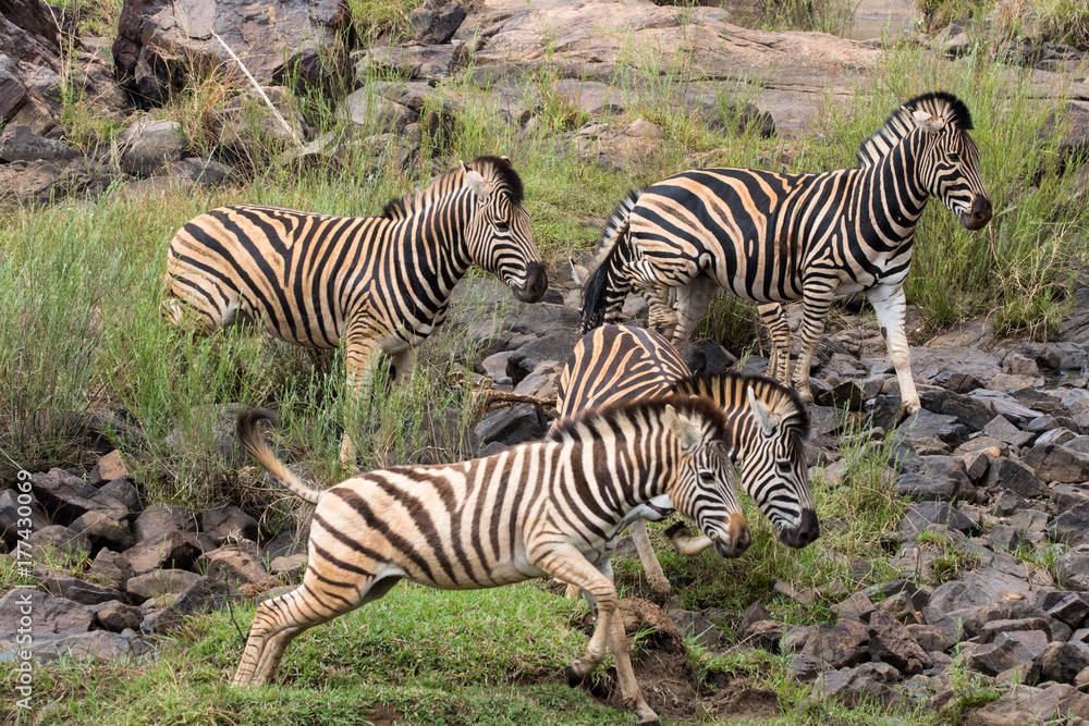Naklejka premium Plains Zebra