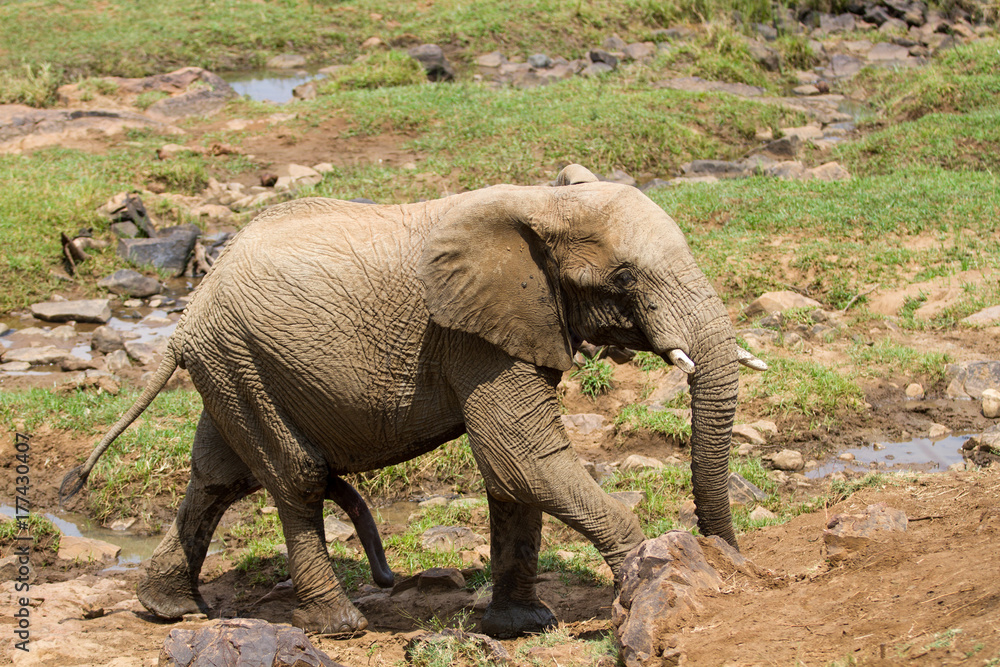 Fototapeta premium African Elephant