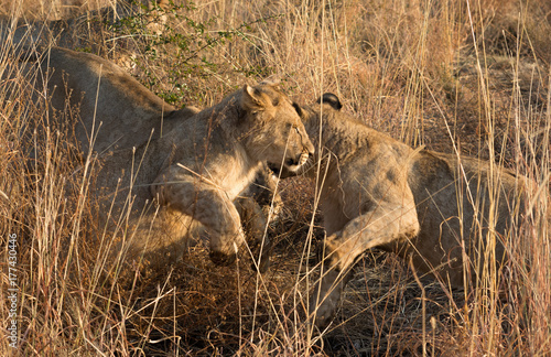 Photography Lion cubs playing