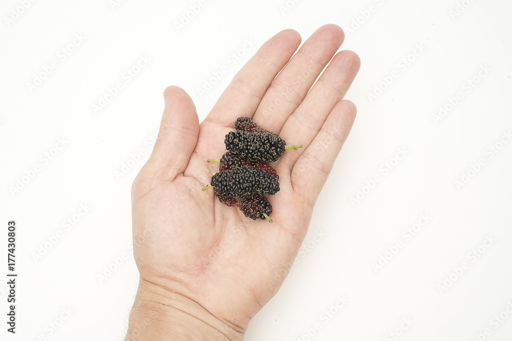 Mulberry berry on hand, macro photography,Food for heathly concept. Mulberry berry on hand, macro photography,Food for heathly concept.
