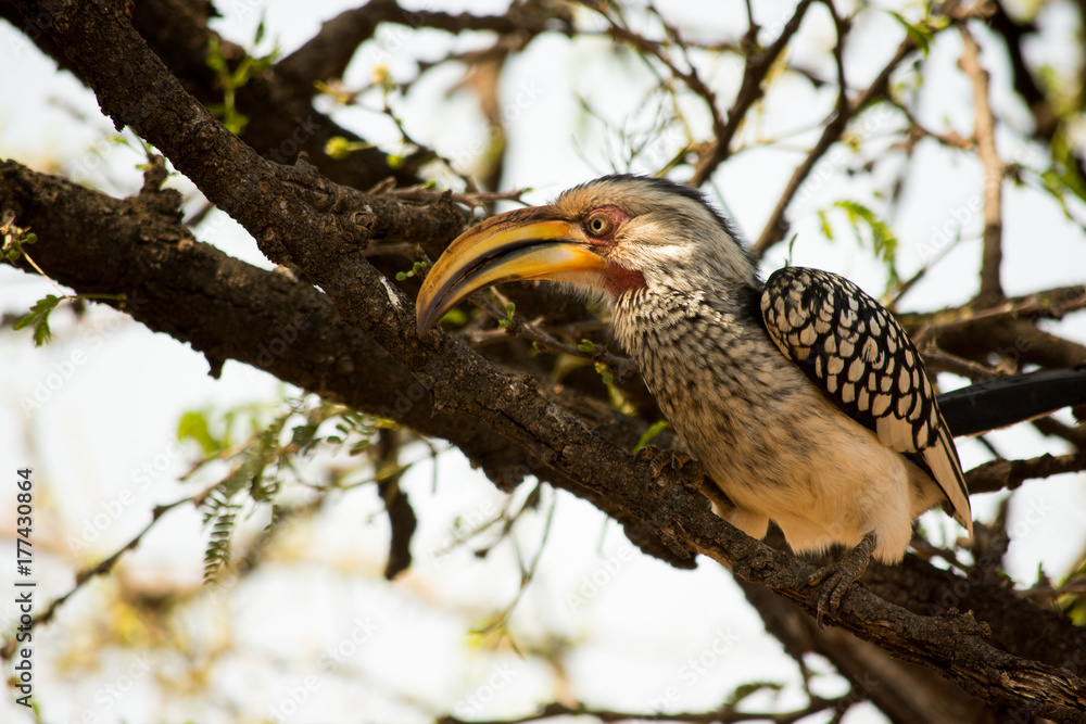 Yellow Hornbill in tree Yellow Hornbill in tree