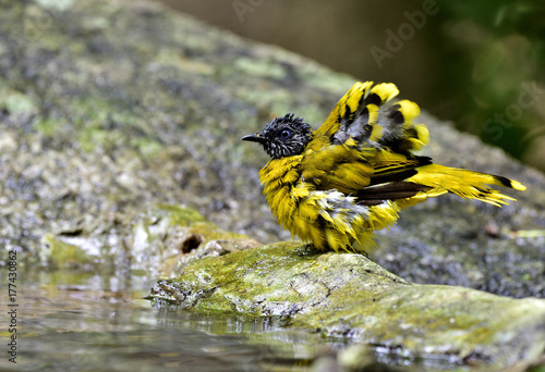 Black-headed Bulbul (Pycnonotus atriceps) lovely yellow and gold bird cleaning its feathers while taking a shower at nature pool, beautiful nature photo