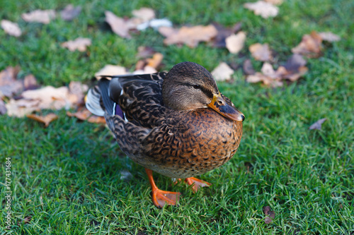Female mallard duck standing on green grass 