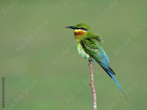 Blue-tailed bee-eater (Merops philippinus) beautiful green bird with blue tail perching on the stick over blur green background under strong sun lighting