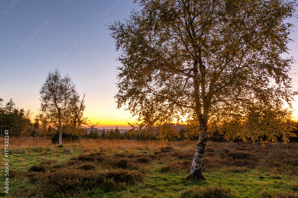 Autumn landscape - Black Forest. Birches in the Black Forest at sunset with the view of the Rhine valley in the background Autumn landscape - Black Forest. Birches in the Black Forest at sunset with the view of the Rhine valley in the background