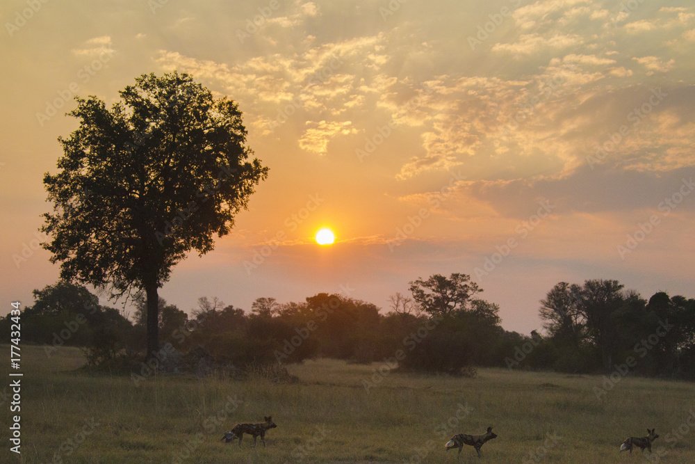 African wild dogs at sunset