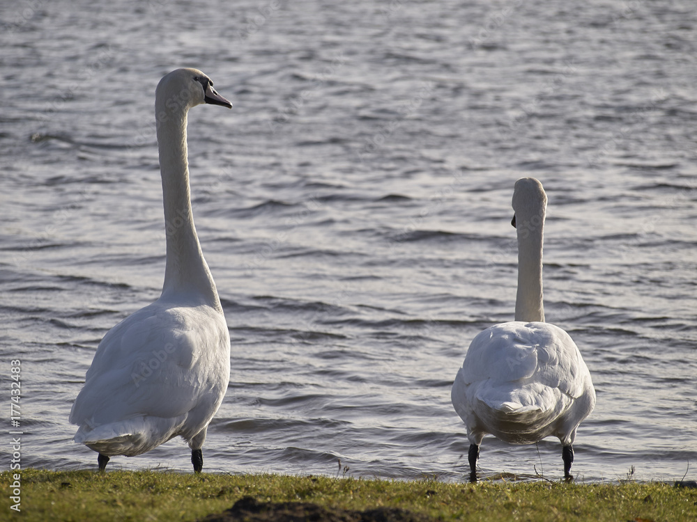 Obraz premium Two White Swans by the Lake