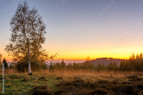 Autumn landscape - Black Forest. Birches in the Black Forest at sunset with the view of the Rhine valley in the background