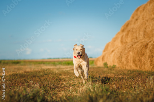 puppy dog golden retriever