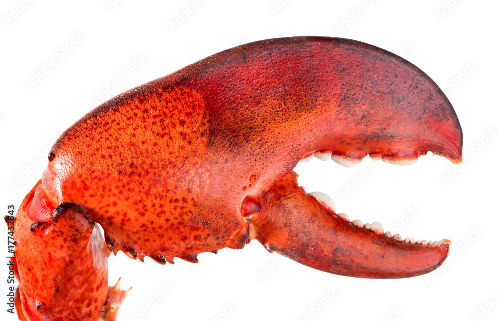 Red lobster's claw isolated on white background Stock Photo Adobe Stock