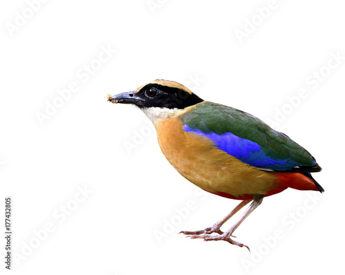 Blue-winged pitta (Pitta moluccensis) beautiful bird with multiple colors feathers and dirty bills isolated on white background, exotic nature