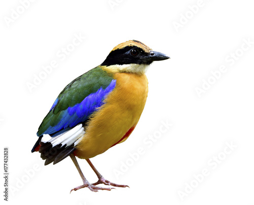 Blue-winged pitta (Pitta moluccensis) beautiful bird with multiple colors feathers bird isolated on white background