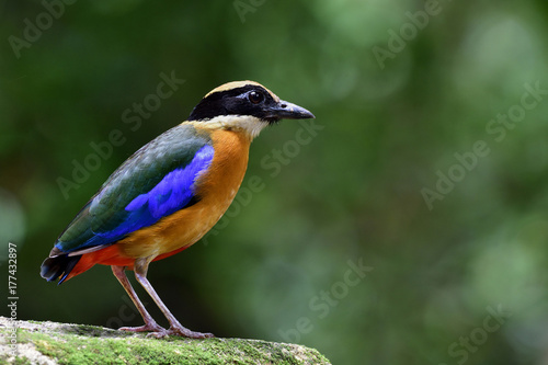 Blue-winged Pitta (Pitta moluccensis) beautiful multiple colors bird perching on mossy rock over green blur background, exotic nature © prin79
