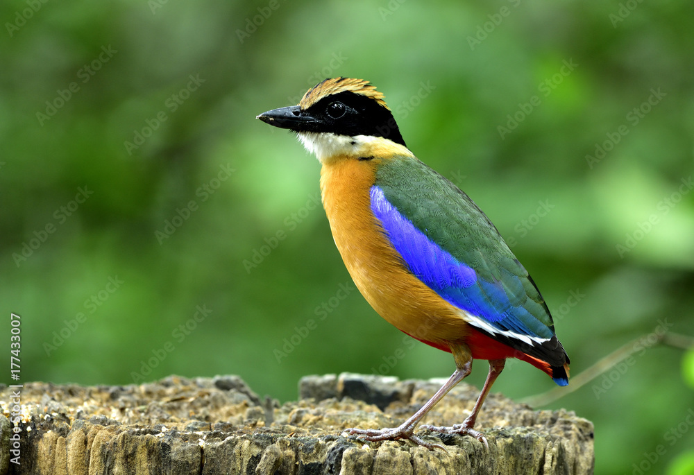 Blue-winged Pitta (Pitta moluccensis) beautiful mutiple colors bird standing on log with spike head, exotic nature
