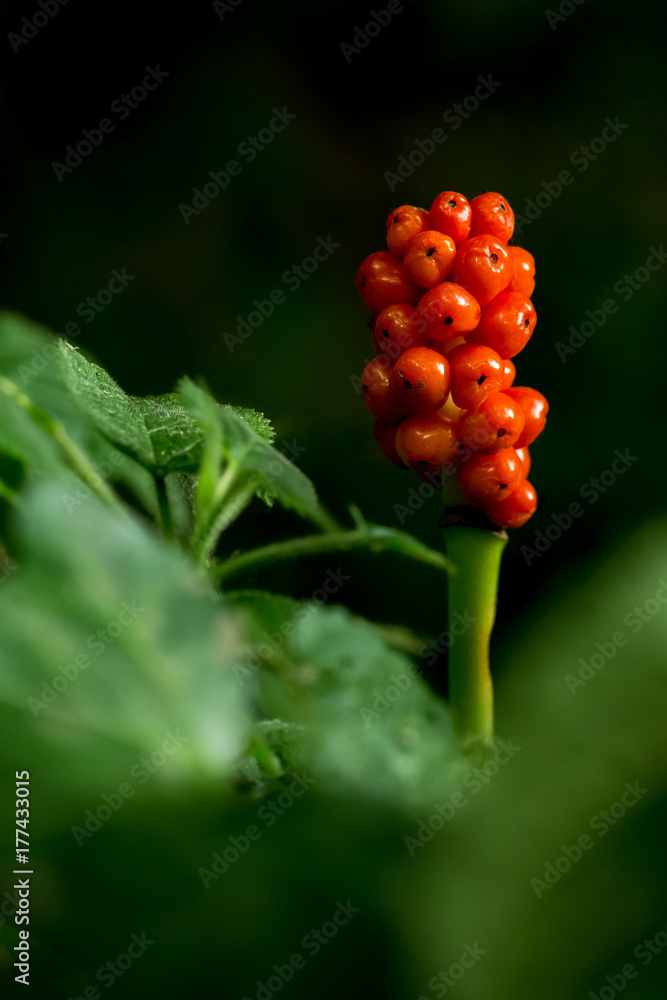 Cuckoo Pint (arum maculatum); also known as Jack in the Pulpit Cuckoo Pint (arum maculatum); also known as Jack in the Pulpit
