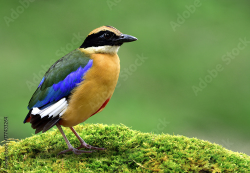 Blue-winged pitta (Pitta moluccensis) multiple colors bird with brown chest green and blue wings perching on mossy grass over fine background, exotic creature © prin79