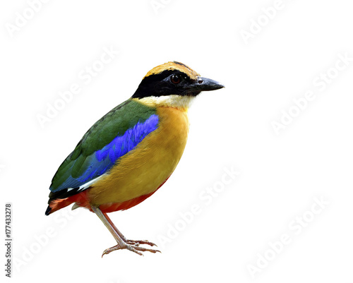 Blue-winged pitta (Pitta moluccensis) fascinated multiple colors bird with brown chest, green and blue wings fully standing isolated on white background