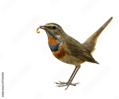 Bluethroat (Luscinia svecica) beautiful brown bird with blue and orange feathers on his chest carrying worm food in his mouth with wagging tail isolated on white background, exotic nature © prin79