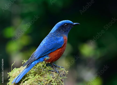 Chestnut-bellied Rock Thrush (Monticola rufiventris) beautiful blue bird with red stomach perching green grass spot showing side view feathers over busy background, colorful nature © prin79