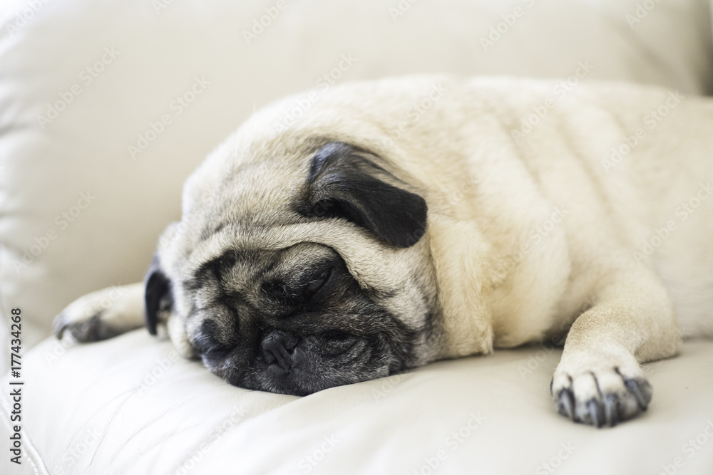 Cute Pug Resting on a Couch.