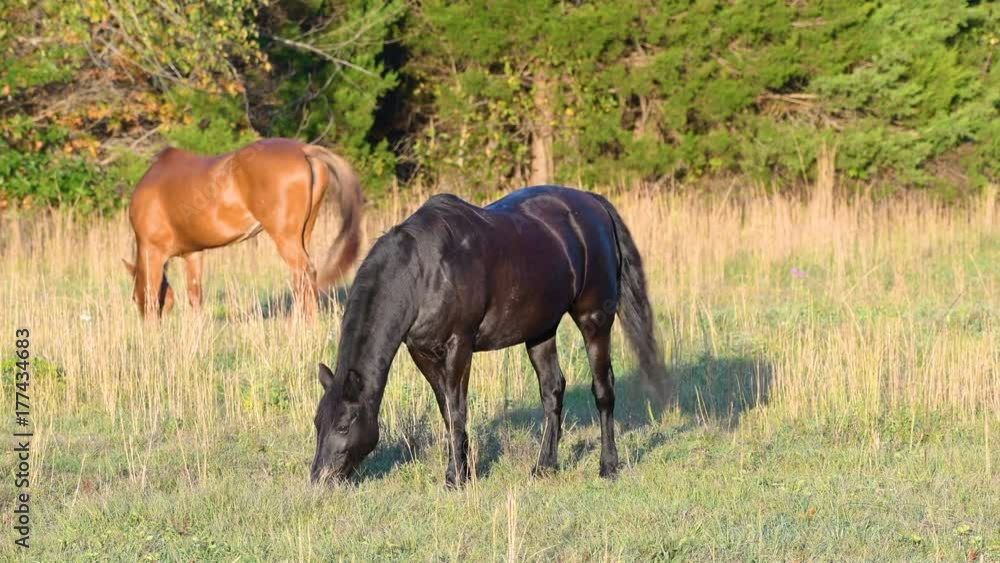 Horses grazing in a field Horses grazing in a field
