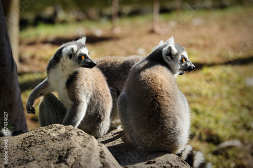 Fototapeta Naklejka Na Ścianę i Meble -  Ring-tailed lemur (lemur catta), South Africa