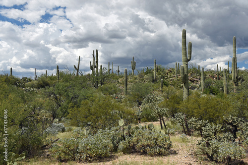 Landschaft mit Kakteen im Saguaro-Nationalpark mit Regenwolken 