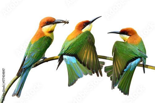 Chestnut-headed bee-eater (Merops leschenaulti) brightly green and orange colors bird stretching their wings on the branch over white background, fascinated nature