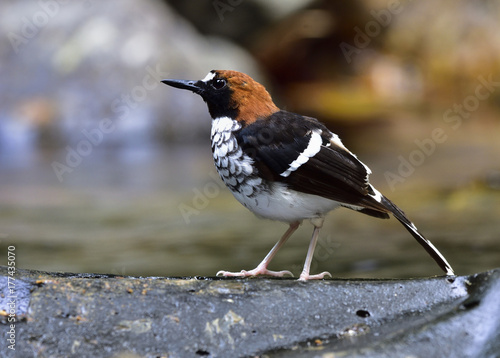 Chestnut-naped forktail (Enicurus ruficapillus) beautiful long tail brid with black wings and red head perching on rock over calm stream photo