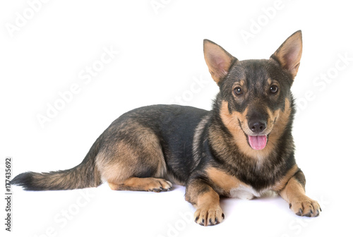 Swedish Vallhund in studio