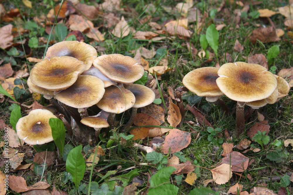 Funghi Chiodini nel bosco. Armillaria mellea Funghi Chiodini nel bosco. Armillaria mellea