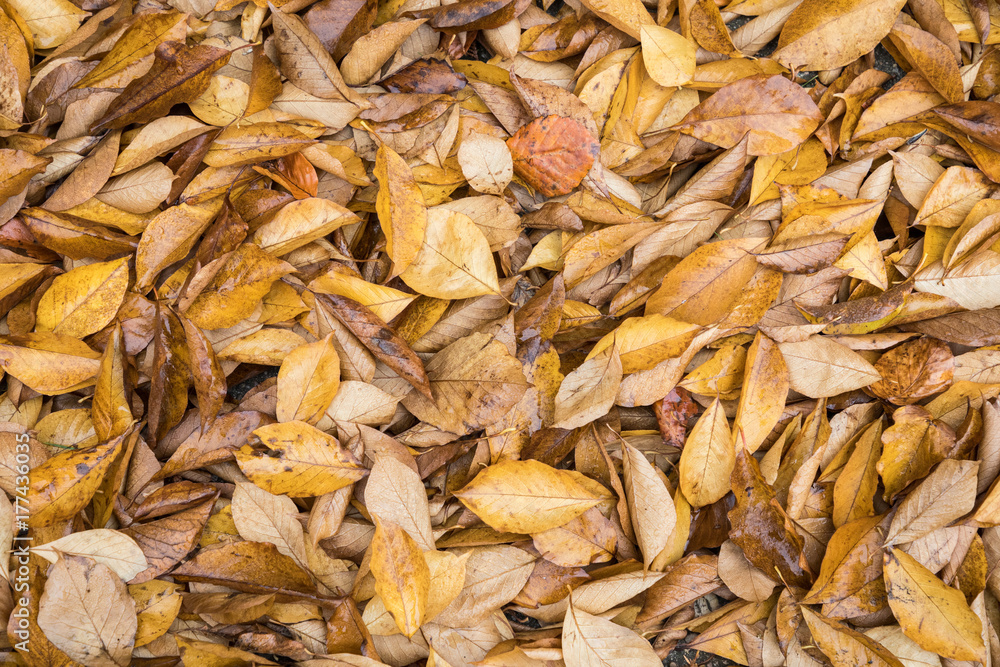 Macro closeup.Yellow, orange and red autumn leaves in fall park. Nature background. Macro closeup.Yellow, orange and red autumn leaves in fall park. Nature background.