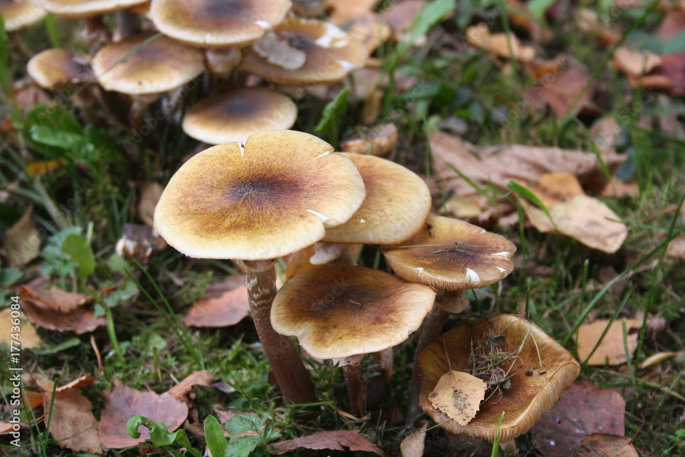 Funghi Chiodini nel bosco. Armillaria mellea Funghi Chiodini nel bosco. Armillaria mellea