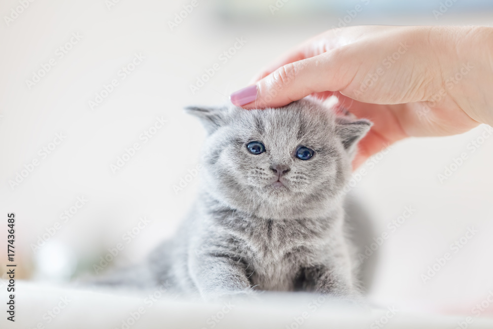 Cute kitten loves being stroked by woman's hand