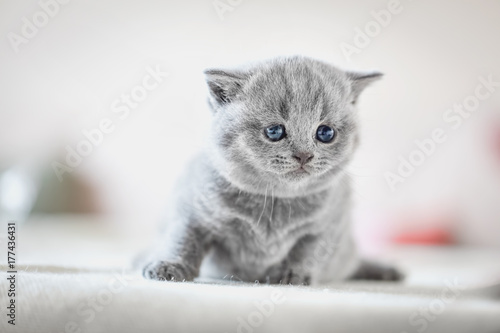 Fototapeta Naklejka Na Ścianę i Meble -  Cute kitten on bed. British Shorthair