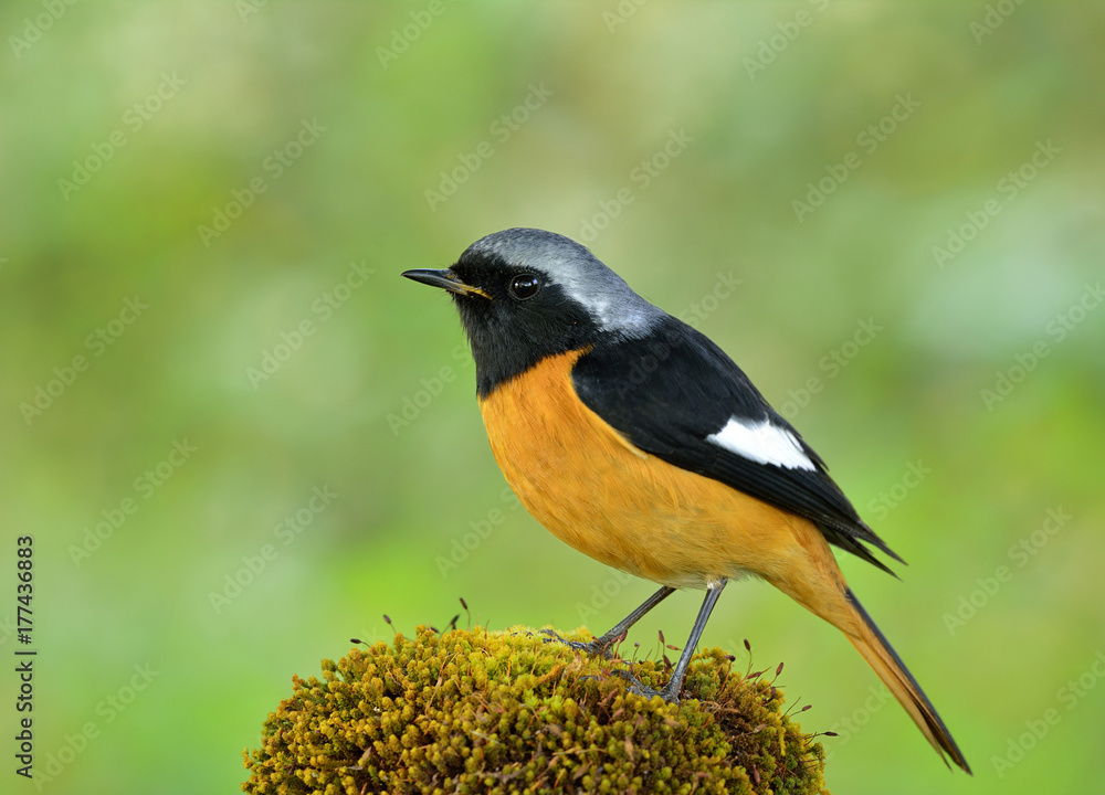 Fototapeta premium Daurian Redstart (Phoenicurus auroreus) beautiful passerine bird with orange belly and silver head from temperate Asia, exotic nature