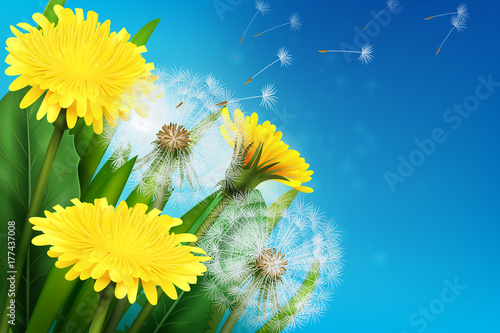 Realistic Dandelion Illustration