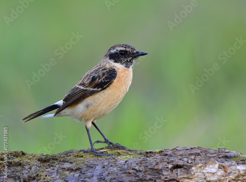 Eastern or Stejneger's Stonechat (Saxicola stejnegeri) brown bird with camouflage to black head perching on the wooden ground over blur green background, fascinated creature