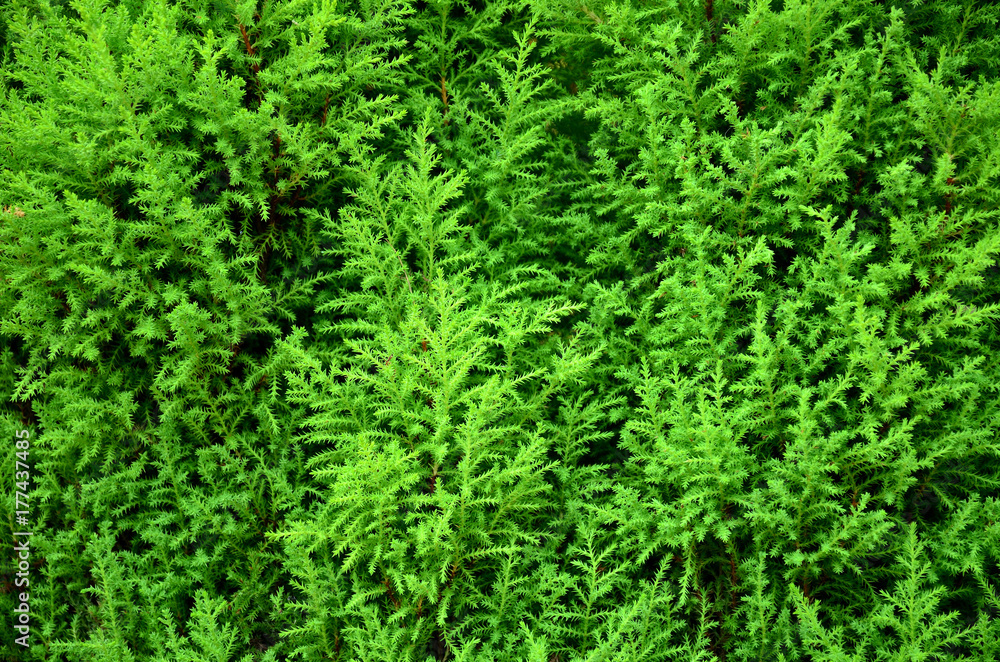 Exotic nature, Greenery of fresh plants in garden with beautiful leafs and branches texture Exotic nature, Greenery of fresh plants in garden with beautiful leafs and branches texture
