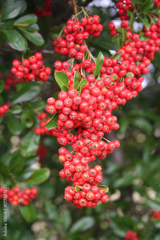 Pyracantha. Bacche rosse su cespuglio sempreverde Pyracantha. Bacche rosse su cespuglio sempreverde
